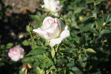 Rose 'Biedermeier' Temmuz 'da parkta beyaz pembe çiçeklerle çiçek açar. Rose, Rosaceae familyasından, Rosa cinsine ait uzun ömürlü bir çiçek bitkisidir. Berlin, Almanya  