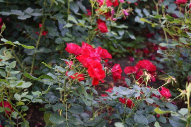 Kırmızı Gül çiçekleri, Rosa 'Kara Orman Gülü', Temmuz 'da parkta çiçek açar. Rose, Rosaceae familyasından, Rosa cinsine ait uzun ömürlü bir çiçek bitkisidir. Berlin, Almanya 