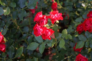 Kırmızı Gül çiçekleri, Rosa 'Kara Orman Gülü', Temmuz 'da parkta çiçek açar. Rose, Rosaceae familyasından, Rosa cinsine ait uzun ömürlü bir çiçek bitkisidir. Berlin, Almanya 