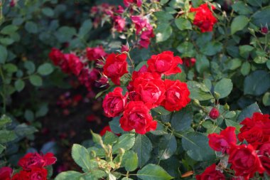 Kırmızı Gül çiçekleri, Rosa 'Kara Orman Gülü', Temmuz 'da parkta çiçek açar. Rose, Rosaceae familyasından, Rosa cinsine ait uzun ömürlü bir çiçek bitkisidir. Berlin, Almanya 