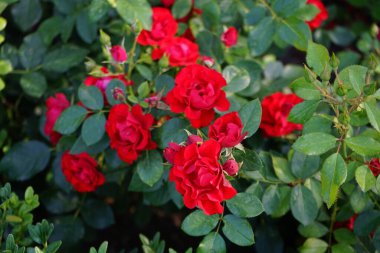 Kırmızı Gül çiçekleri, Rosa 'Kara Orman Gülü', Temmuz 'da parkta çiçek açar. Rose, Rosaceae familyasından, Rosa cinsine ait uzun ömürlü bir çiçek bitkisidir. Berlin, Almanya 