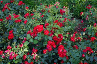 Kırmızı Gül çiçekleri, Rosa 'Kara Orman Gülü', Temmuz 'da parkta çiçek açar. Rose, Rosaceae familyasından, Rosa cinsine ait uzun ömürlü bir çiçek bitkisidir. Berlin, Almanya 