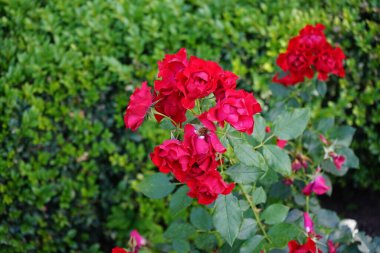 Kırmızı Gül çiçekleri, Rosa 'Kara Orman Gülü', Temmuz 'da parkta çiçek açar. Rose, Rosaceae familyasından, Rosa cinsine ait uzun ömürlü bir çiçek bitkisidir. Berlin, Almanya 