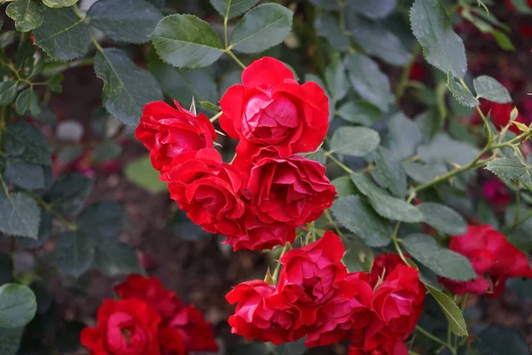 Red Rose flowers, Rosa \'Black Forest Rose\', bloom in July in the park. Rose is a woody perennial flowering plant of the genus Rosa, in the family Rosaceae. Berlin, Germany