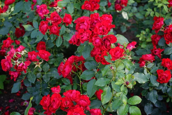 Цветы Красной Розы Rosa Black Forest Rose Расцветают Июле Парке — стоковое фото