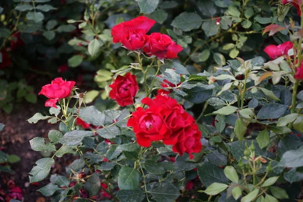 Red Rose flowers, Rosa \'Black Forest Rose\', bloom in July in the park. Rose is a woody perennial flowering plant of the genus Rosa, in the family Rosaceae. Berlin, Germany
