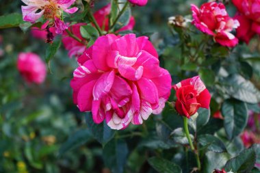 Kokulu ressam gülü Rosa 'Broceliande, Temmuz ayında parkta pembe ve turuncu-sarı çiçeklerle desenli çiçek açıyor. Rose, Rosaceae familyasından, Rosa cinsine ait uzun ömürlü bir çiçek bitkisidir. Berlin, Almanya 