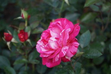 Kokulu ressam gülü Rosa 'Broceliande, Temmuz ayında parkta pembe ve turuncu-sarı çiçeklerle desenli çiçek açıyor. Rose, Rosaceae familyasından, Rosa cinsine ait uzun ömürlü bir çiçek bitkisidir. Berlin, Almanya 