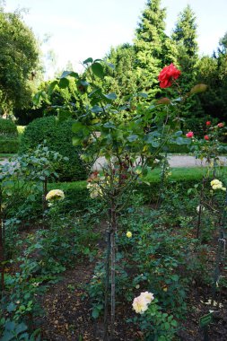 Melez çayı, Rosa 'Sterntaler', ve gül ağacı, Rosa 'Duftwolke, Temmuz' da parkta çiçek açar. Rose, Rosaceae familyasından, Rosa cinsine ait uzun ömürlü bir çiçek bitkisidir. Berlin, Almanya 