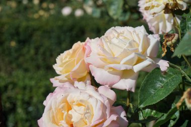 Ağaç gülü, Rosa 'Gloria Dei' Temmuz ayında parkta açık sarı ve pembe kenar çiçekleri ile çiçek açar. Rose, Rosaceae familyasından, Rosa cinsine ait uzun ömürlü bir çiçek bitkisidir. Berlin, Almanya 