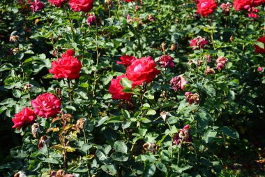 Melez çayı gülü, Rosa 'Grande Amore' un çiçekleri Temmuz ayında parkta kırmızı çiçeklerle açar. Rose, Rosaceae familyasından, Rosa cinsine ait uzun ömürlü bir çiçek bitkisidir. Berlin, Almanya 