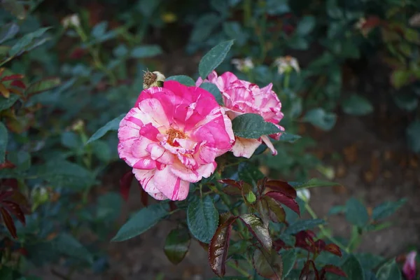 Fragrant Painter Rose Rosa Broceliande Blooms Patterned Pink Orange Yellow — Stock Photo, Image