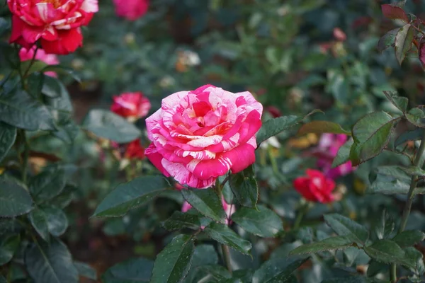 Rose Peintre Odorante Rosa Brocoeliande Fleurit Avec Des Fleurs Rose — Photo