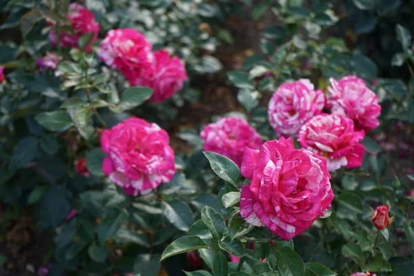 Fragrant painter\'s rose, Rosa \'Broceliande\' blooms with patterned from pink to orange-yellow flowers in July in the park. Rose is a woody perennial flowering plant of the genus Rosa, in the family Rosaceae. Berlin, Germany