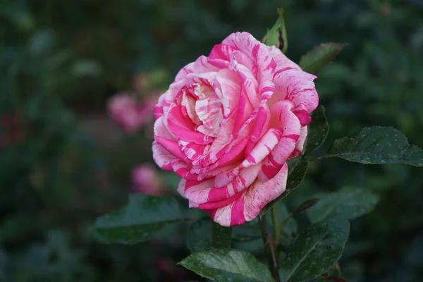 Rosa Pintor Perfumado Rosa Broceliande Floresce Com Padrões Flores Rosa — Fotografia de Stock
