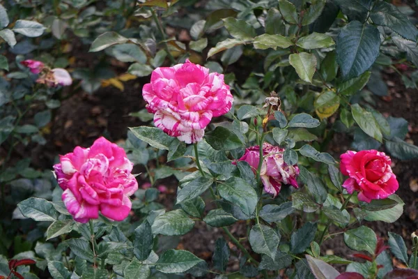 Fragrant painter\'s rose, Rosa \'Broceliande\' blooms with patterned from pink to orange-yellow flowers in July in the park. Rose is a woody perennial flowering plant of the genus Rosa, in the family Rosaceae. Berlin, Germany