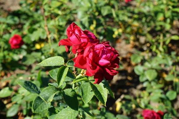 Hybrid tea rose, Rosa \'Burgund 81\' blooms with bright blood red with velvet sheen flowers in July in the park. Rose is a woody perennial flowering plant of the genus Rosa, in the family Rosaceae. Berlin, Germany