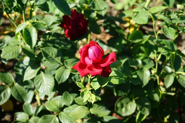 Rose Thé Hybride Rosa Burgund Fleurit Juillet Dans Parc Avec — Photo
