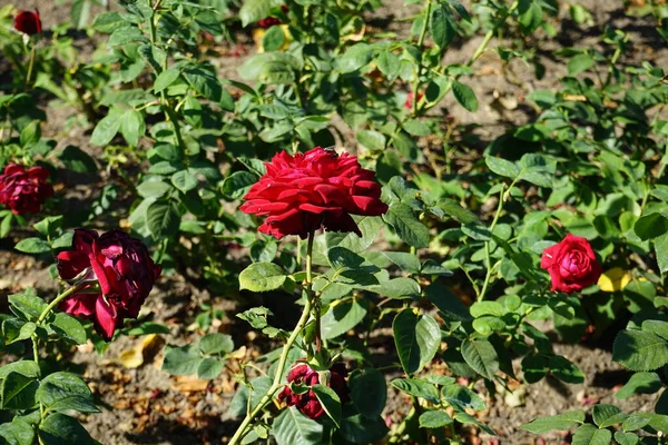 Hybrid tea rose, Rosa 'Burgund 81' blooms with bright blood red with velvet sheen flowers in July in the park. Rose is a woody perennial flowering plant of the genus Rosa, in the family Rosaceae. Berlin, Germany