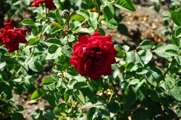 Hybrid tea rose, Rosa \'Burgund 81\' blooms with bright blood red with velvet sheen flowers in July in the park. Rose is a woody perennial flowering plant of the genus Rosa, in the family Rosaceae. Berlin, Germany