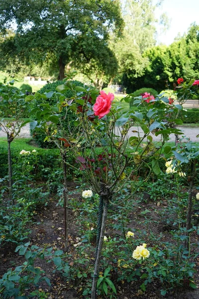 Hybrid Tea Rose Rosa Sterntaler Tree Rose Rosa Duftwolke Bloom — Stock Photo, Image