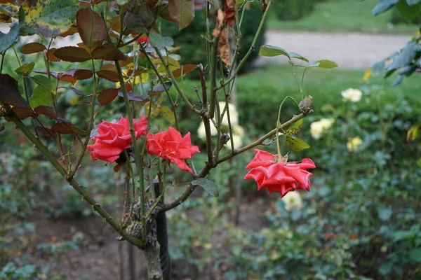 Hybrid tea rose, Rosa 'Sterntaler', and tree rose, Rosa 'Duftwolke', bloom in July in the park. Rose is a woody perennial flowering plant of the genus Rosa, in the family Rosaceae. Berlin, Germany