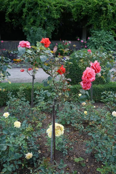 ハイブリッドティーローズ ローザ ステンタラー と木ローザ Duft Wolke 公園で7月に咲きました ローズは 家族のロッシェスに属するローザのウッディ永遠の花の植物です ベルリン — ストック写真
