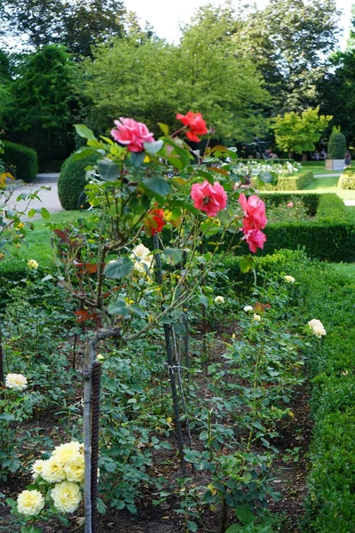 Hybrid tea rose, Rosa \'Sterntaler\', and tree rose, Rosa \'Duftwolke\', bloom in July in the park. Rose is a woody perennial flowering plant of the genus Rosa, in the family Rosaceae. Berlin, Germany