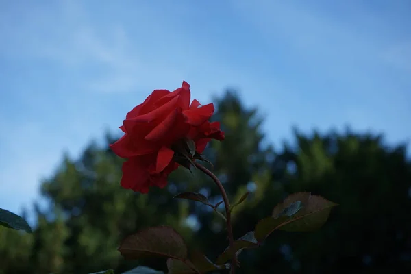 Árvore Rosa Rosa Duftwolke Floresce Com Flores Vermelhas Coral Julho — Fotografia de Stock