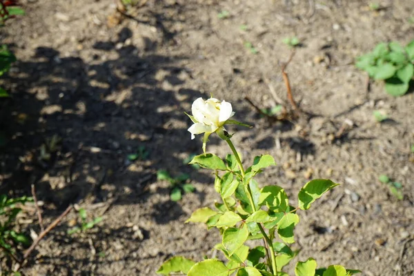 ハイブリッドティーバラ ローザ エリナ クリーミーな白と公園で7月にクリーミーな黄色の花に咲きます ローズは 家族のロッシェスに属するローザのウッディ永遠の花の植物です ベルリン ドイツ — ストック写真