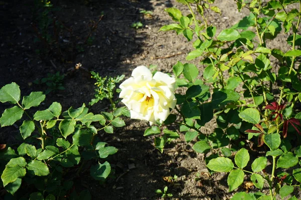 Rosa Chá Híbrido Rosa Elina Floresce Com Flores Cremosas Brancas — Fotografia de Stock
