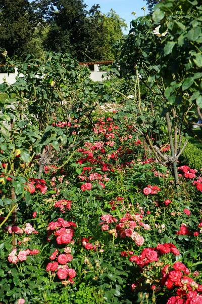 Floribunda Rose Rosa Planten Blomen Rosa Degli Alberi Rosa Gloria — Foto Stock
