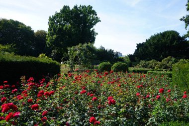 Melez çayı gülü, Rosa 'Grande Amore' un çiçekleri Temmuz ayında parkta kırmızı çiçeklerle açar. Rose, Rosaceae familyasından, Rosa cinsine ait uzun ömürlü bir çiçek bitkisidir. Berlin, Almanya 