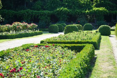 Melez çayı gülü, Rosa 'Grande Amore' un çiçekleri Temmuz ayında parkta kırmızı çiçeklerle açar. Rose, Rosaceae familyasından, Rosa cinsine ait uzun ömürlü bir çiçek bitkisidir. Berlin, Almanya 