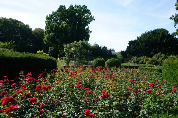 Hybrid tea rose, Rosa 'Grande Amore' blooms with red flowers in July in the park. Rose is a woody perennial flowering plant of the genus Rosa, in the family Rosaceae. Berlin, Germany