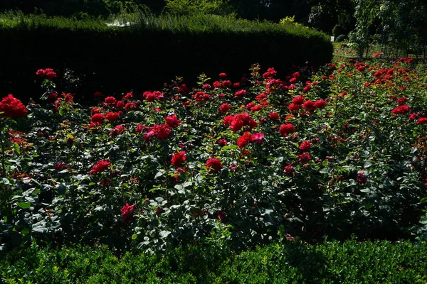 Rosa Chá Híbrido Rosa Grande Amore Floresce Com Flores Vermelhas — Fotografia de Stock