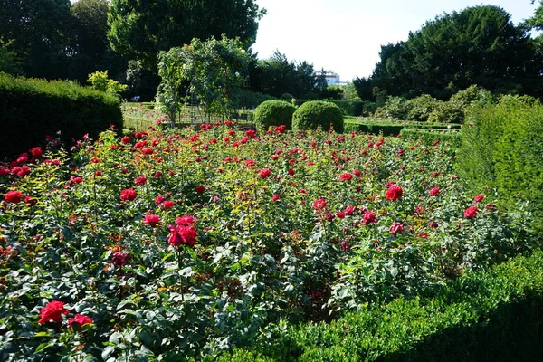 Herbata Hybrydowa Róża Rosa Grande Amore Kwitnie Czerwonymi Kwiatami Lipcu — Zdjęcie stockowe