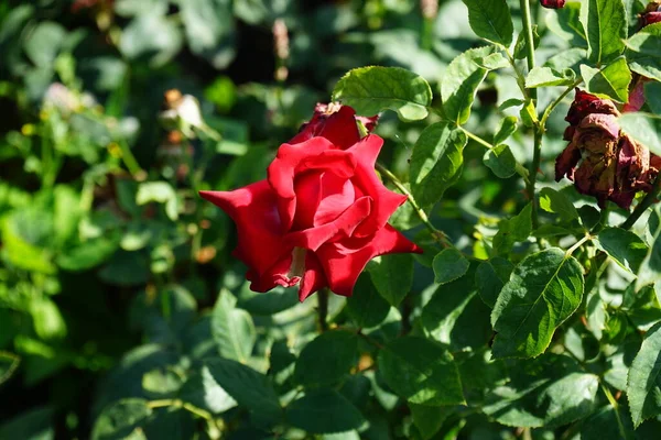 Hybrid tea rose, Rosa 'Grande Amore' blooms with red flowers in July in the park. Rose is a woody perennial flowering plant of the genus Rosa, in the family Rosaceae. Berlin, Germany