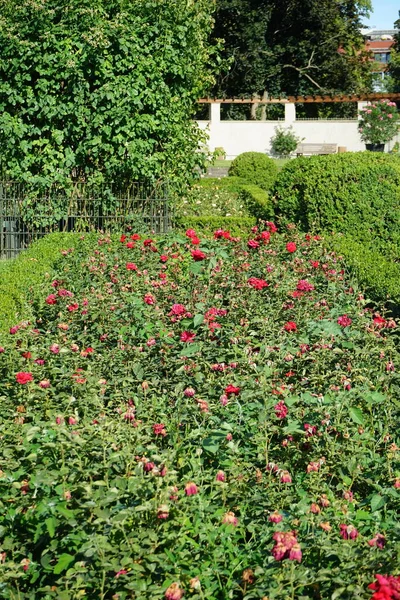 Rose Thé Hybride Rosa Grande Amore Fleurit Avec Des Fleurs — Photo