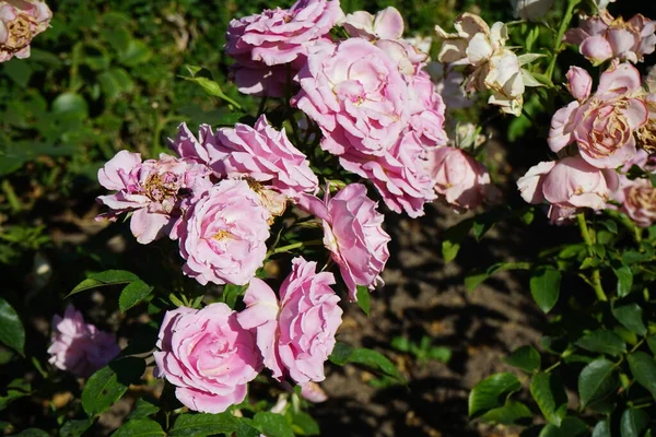 Shrub rose, Rosa 'Hansa Park' blooms with light pink flowers in July in the park. Rose is a woody perennial flowering plant of the genus Rosa, in the family Rosaceae. Berlin, Germany