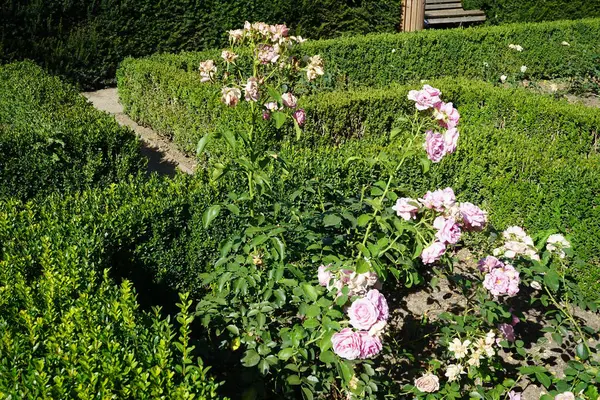 Rosa Arbusto Rosa Hansa Park Floresce Com Flores Rosa Claro — Fotografia de Stock