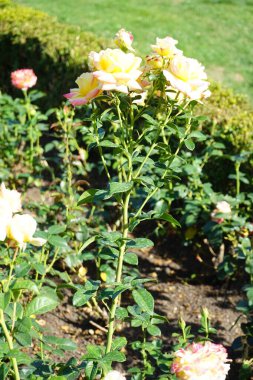 Melez çayı, Rosa 'Henrietta', Temmuz 'da parkta sarı-kırmızı çiçeklerle çiçek açar. Rose, Rosaceae familyasından, Rosa cinsine ait uzun ömürlü bir çiçek bitkisidir. Berlin, Almanya 