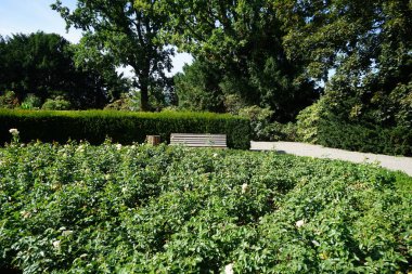 Floribunda gülü, Rosa 'Hermann-Hesse-Rose', temmuzda parkta kaymak gibi beyaz, yumuşak pembe ve yumuşak okçuya çiçek açar. Rose, Rosaceae familyasından, Rosa cinsine ait uzun ömürlü bir çiçek bitkisidir. Berlin, Almanya 