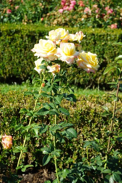 Rosa Chá Híbrido Rosa Henrietta Floresce Com Flores Amarelas Vermelhas — Fotografia de Stock