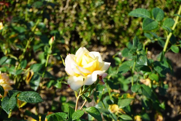 Υβριδικό Τριαντάφυλλο Τσαγιού Rosa Henrietta Ανθίζει Κίτρινα Έως Κόκκινα Λουλούδια — Φωτογραφία Αρχείου