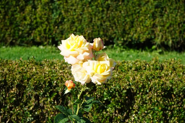 Hybrid tea rose, Rosa \'Henrietta\', blooms with yellow to red flowers in July in the park. Rose is a woody perennial flowering plant of the genus Rosa, in the family Rosaceae. Berlin, Germany