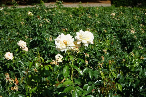 Floribunda rose, Rosa \'Hermann-Hesse-Rose\', blooms with creamy white to soft pink and soft ocher flowers in July in the park. Rose is a woody perennial flowering plant of the genus Rosa, in the family Rosaceae. Berlin, Germany