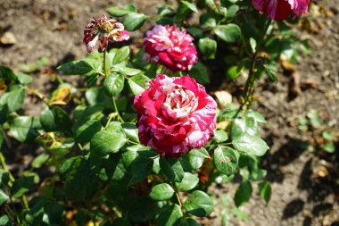Melez çay gülü, Rosa 'Julio Iglesias', Temmuz ayında parkta krema ve koyu kırmızı bilye çiçekleri açar. Rose, Rosaceae familyasından, Rosa cinsine ait uzun ömürlü bir çiçek bitkisidir. Berlin, Almanya 