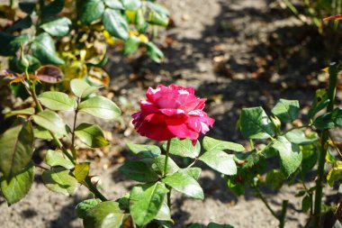 Melez çay gülü, Rosa 'Julio Iglesias', Temmuz ayında parkta krema ve koyu kırmızı bilye çiçekleri açar. Rose, Rosaceae familyasından, Rosa cinsine ait uzun ömürlü bir çiçek bitkisidir. Berlin, Almanya 