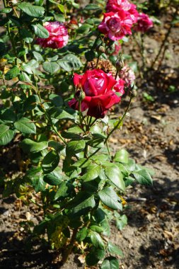 Melez çay gülü, Rosa 'Julio Iglesias', Temmuz ayında parkta krema ve koyu kırmızı bilye çiçekleri açar. Rose, Rosaceae familyasından, Rosa cinsine ait uzun ömürlü bir çiçek bitkisidir. Berlin, Almanya 